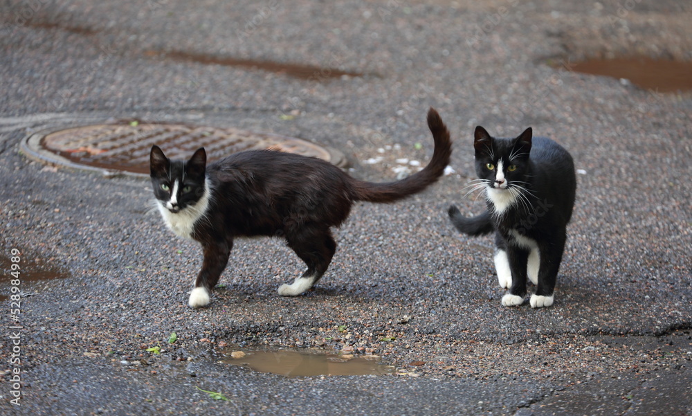 Two young black and white cats on wet asphalt