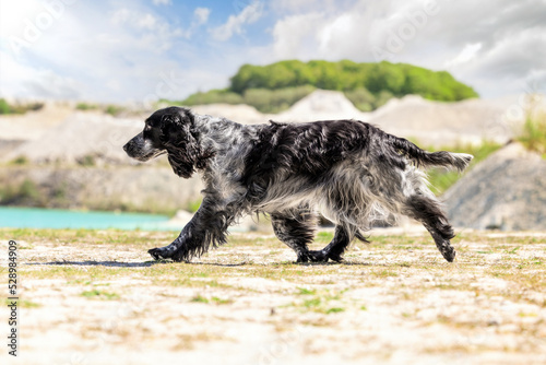 Cocker Spaniel