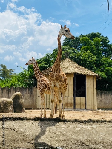 Photography giraffe in the zoo