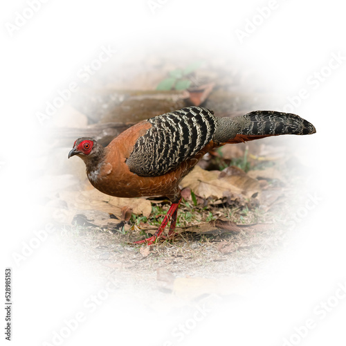 Female Siamese fireback standing still looking into a distance photo