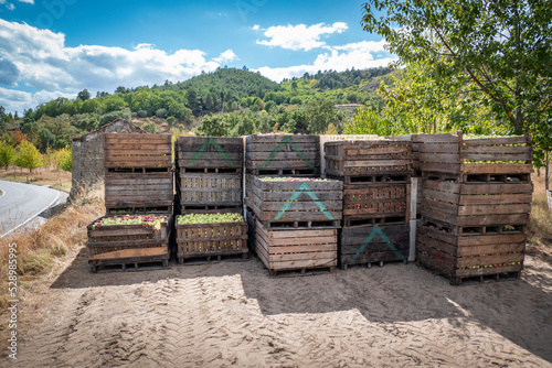 Colheita de maça recem colhidas em caixas de madeira umas em cima das outras, prontas para a distribuição em Portugal photo