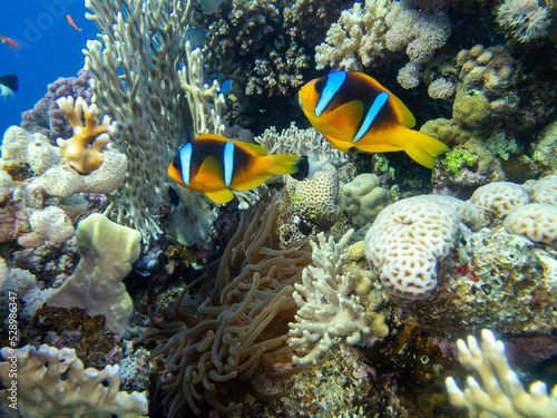 Coral reef in the Red Sea with its many inhabitants  Hurghada  Egypt