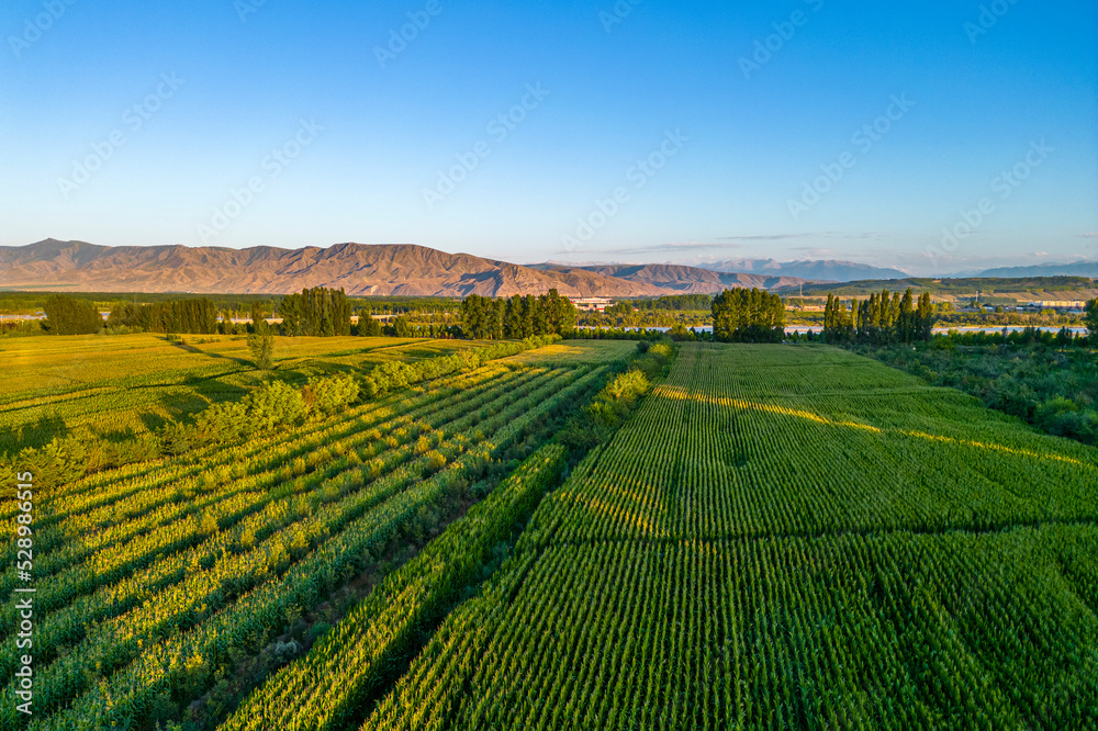 field In Xinjiang China