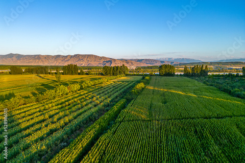 field In Xinjiang China