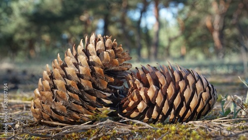 Pine cones in the forest