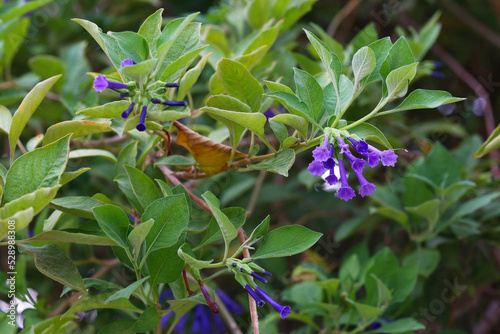Iochroma cyanea blue flowers on tree in Spanish park closeup photo photo