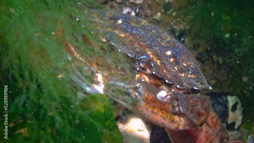 Nutrition of Green crab (Carcinus aestuarii), eating another species of crab, which caught at the bottom. Black Sea photo