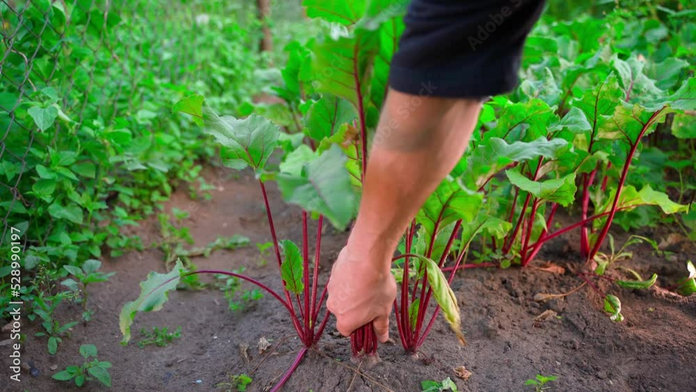 A hand pulls red beets from the soil of a garden bed. Harvesting homemade root crops. Growing organic natural vegetables in your own garden. Gardening and farming as a hobby A hand pulls red beets from the soil of a garden bed. Harvesting homemade root crops. Growing organic natural vegetables in your own garden. Gardening and farming as a hobby