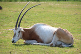 oryx in a zoo in france