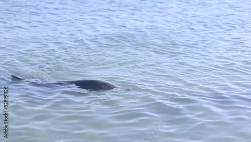 Wallpaper Mural Closeup view of cute dolphin mammal animal swimming in the sea shore Torontodigital.ca