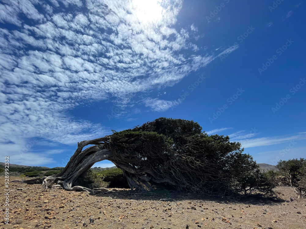 Fototapeta premium Sabina lying on the island of El Hierro