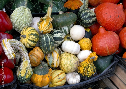 various multicolor pumpkins as vegetable or decoration photo