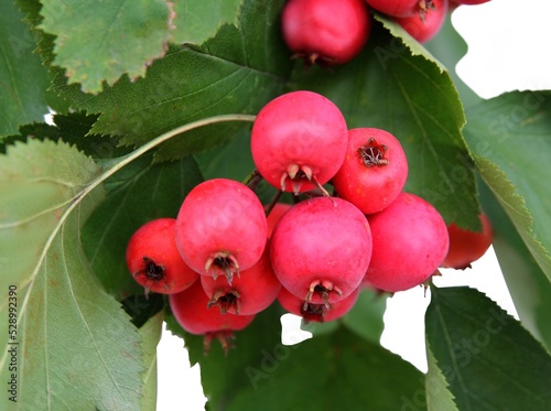 red,round fruits of sorbus torminalis tree close up photo