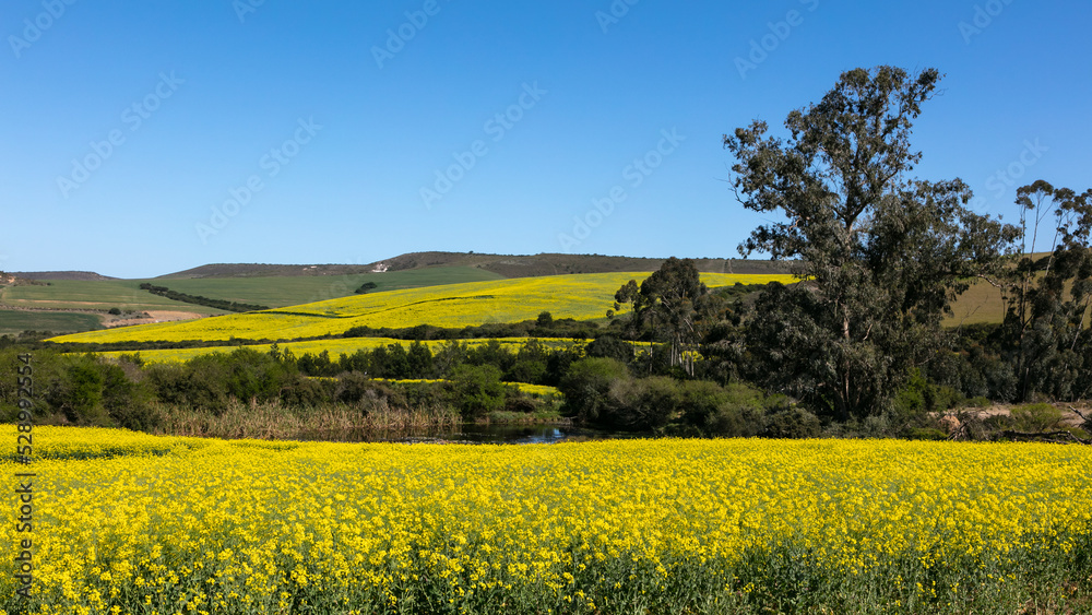 Agricultural land planted with canola in bright yellow bloom