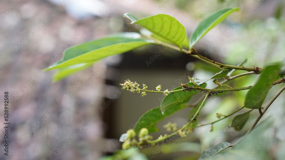 rambutan fruit flowers rambutan fruit flowers