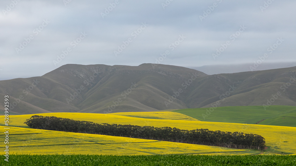 Obraz premium Cultivated farmland with yellow canola fields and mountains with a cloudy sky