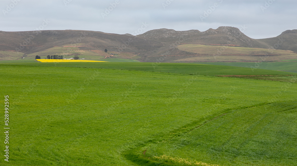 Cultivated farmland with apatch of yellow canola and montains in the background