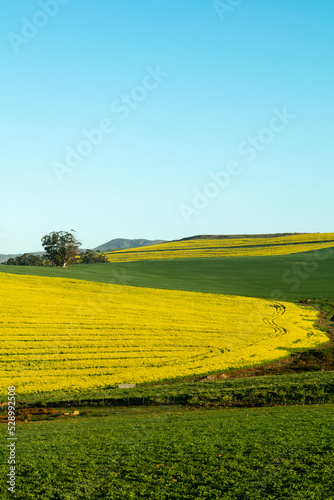 Bright yellow canola flowers surrounded by green crops and a clear blue sky