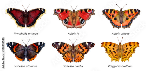 Watercolor butterflies: Aglais urticae, Nymphalis antiopa, Aglais io, Vanessa cardui, Vanessa atalanta, Polygonia c-album. Hand drawn painting insect illustration. photo