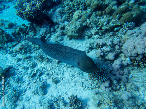Black moray in the expanses of the coral reef of the Red Sea  Hurghada  Egypt