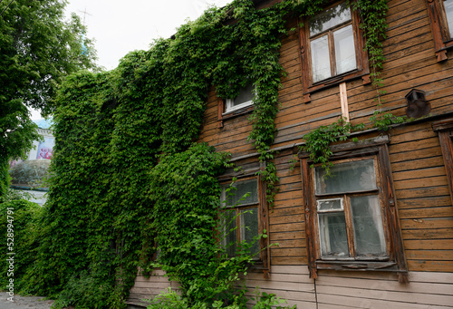 Fragment of an old wooden house covered with a wall of climbing plants