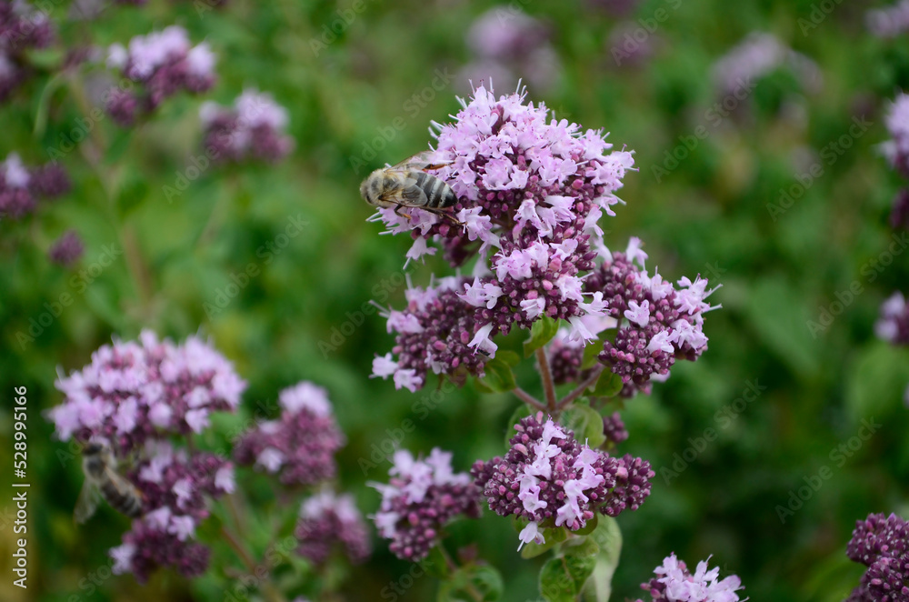 Oregano blossom. Majorana. Oregano blossom. Majorana.