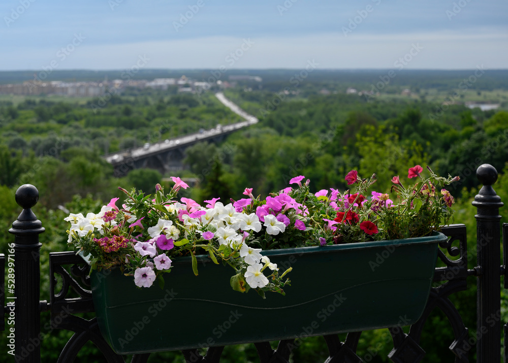 Indoor flowers on the balcony overlooking the forest with the road to the horizon