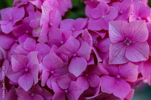 close up of pink hydrangea © Demiryurek