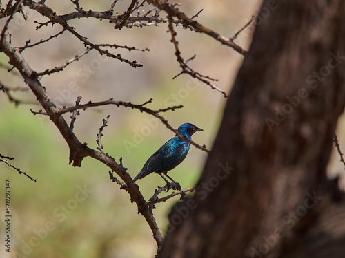Lamprotornis a large glossy starling, sitting in Mopane tree