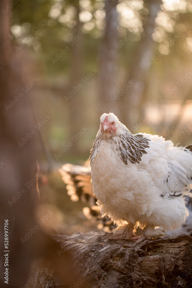 Chicken in enclosure at sunset Chicken in enclosure at sunset