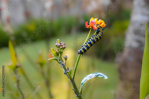 Beautiful closeup view of a caterpillar eating a flower
