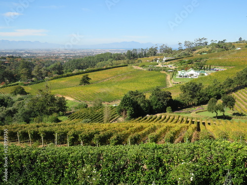 Winery  Constantia  Cape Town  South Africa
