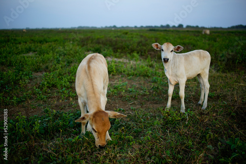 cows eat grass in green pastures
