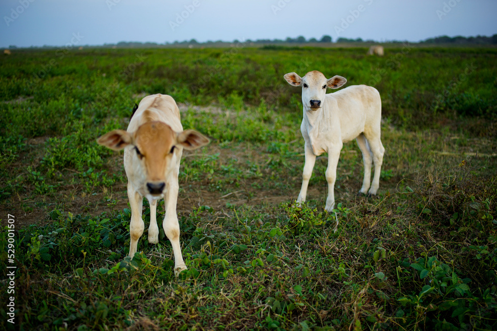 the white cow looked at the camera location on the green pasture the white cow looked at the camera location on the green pasture
