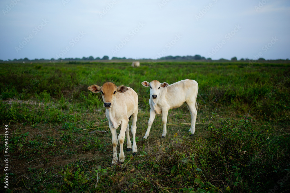 two white calves in the meadow