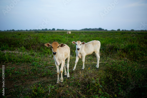 two white calves in the meadow