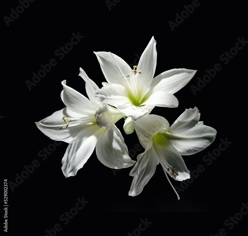 White lily flowers on a black background