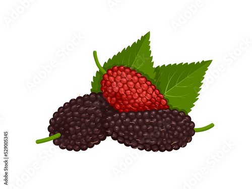Vector illustration, mulberry fruit with green leaves, isolated on white background.