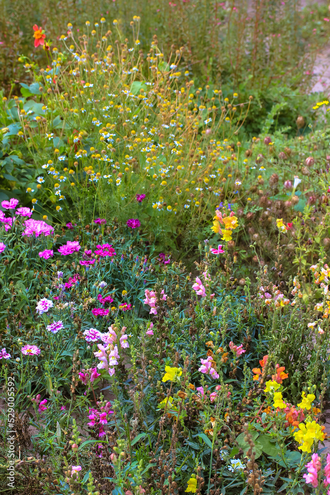 Autumnal botanical garden. Various multicolored flowers blooming in park flowerbed at sunny autumn day, fall season, in the end of summer. Blossoming, floral landscape. Different grasses, plats bloom.