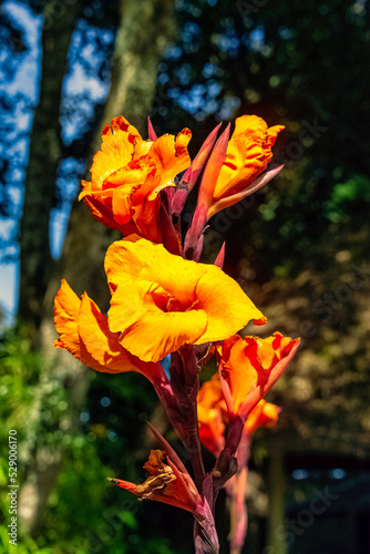 Canna indica, known as Indian shot, African arrowroot, edible canna, purple arrowroot or Sierra Leone arrowroot photo