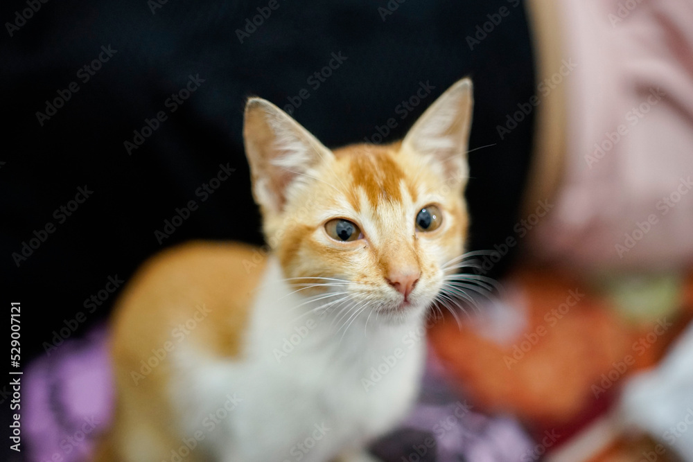 cute yellow cat with blur background