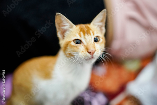 Yellow cat's sharp gaze on the background blur