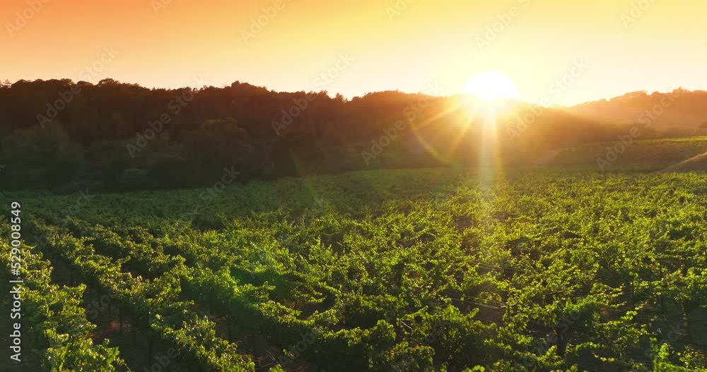 Green vineyards planted in rows in the rays of setting sun. Drone flying over the agricultural field limited with thick trees. Orange sky at backdrop.