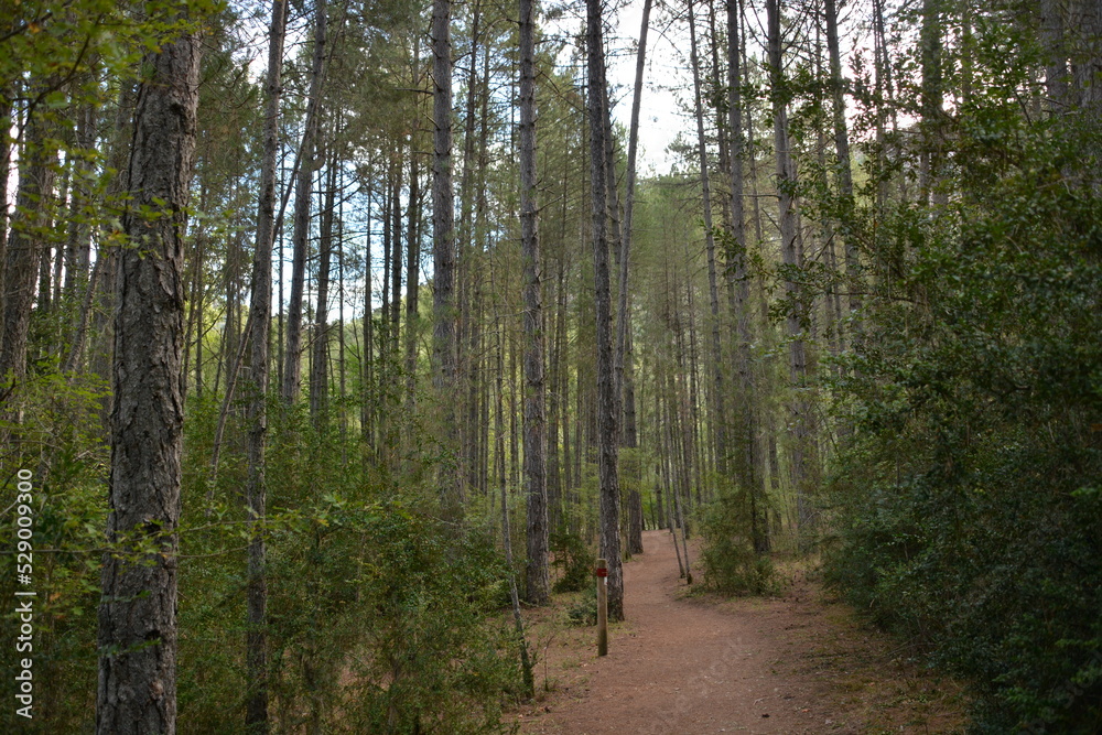 Obraz premium Ruta por el alto tajo , Taravilla