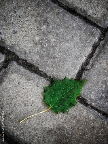 A fallen autumn poplar leaf on a gray concrete paving slab with a copy space. Autumn urban concept.