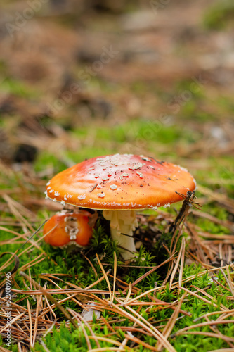 Blurred image of red fly agaric on the forest floor against the backdrop of the forest.