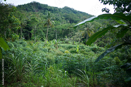 cassava trees, banana trees and coconut shades of green in the garden