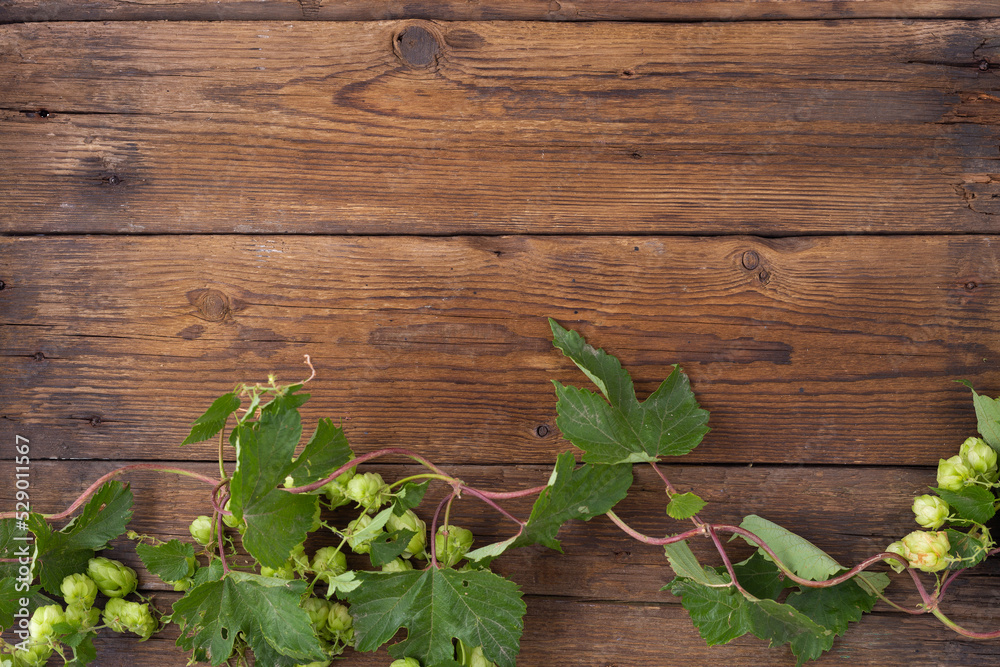Wooden background. Frame of green hops on rustic old wooden boards. Copy space.