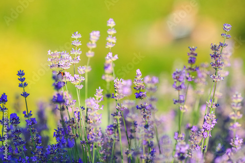 Blooming plant Lavender