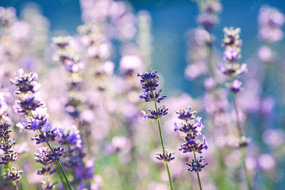 Fototapeta premium Blooming plant Lavender